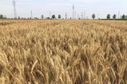 美国敦促印度取消小麦出口禁令