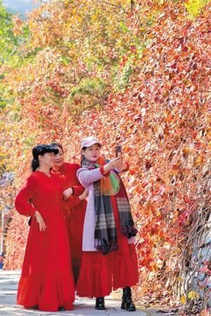 北京香山红叶观赏期开始 预计有6天高峰日